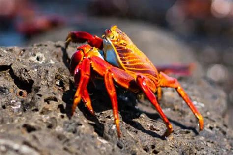 15 Crab Facts About These Fascinating Crustaceans