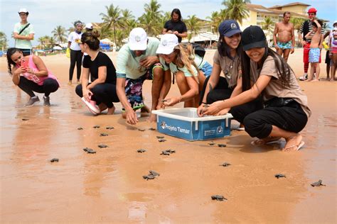 Praia De Stella Recebe Filhotes De Tartaruga Na Edi O Do Passando O