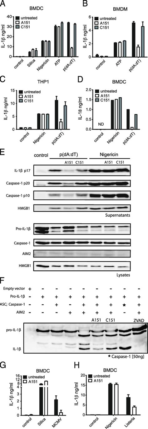 A Prevents Aim Inflammasome Activation In Response To Cytosolic