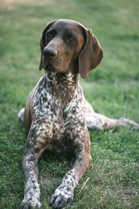 German Shorthaired Pointer Dog Breed Information