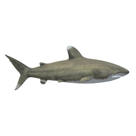 Swimming Shark Illustration 27257706 Png