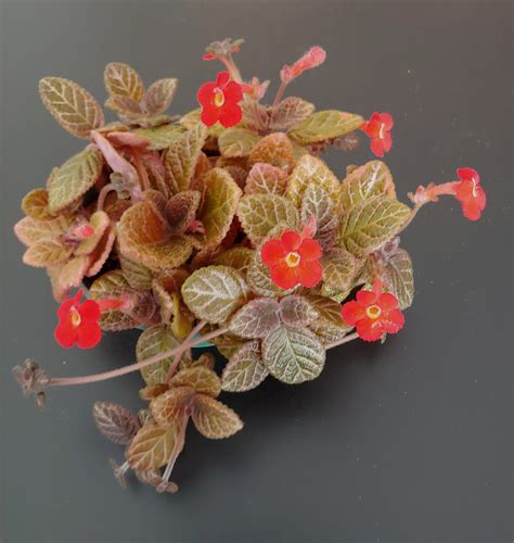 Episcia ‘chocolate Cream Gesneriad Reference Web