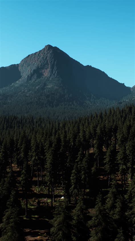 An Aerial View Of A Forest With Mountains In The Background