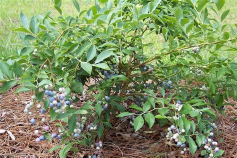 Rabbiteye Blueberry Vaccinium Virgatum Tifblue Garden Org