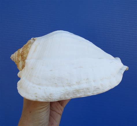 7 14 By 5 Inches Gorgeous Pacific Giant Conch Shell A Thick Brownish