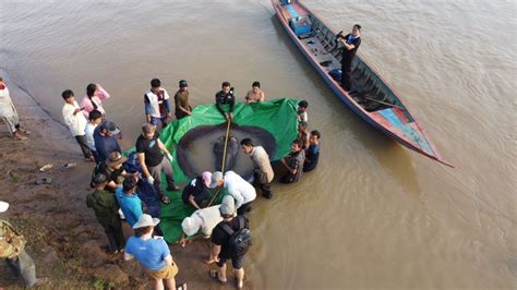 Biggest freshwater fish ever caught is a stingray that weighs nearly as ...