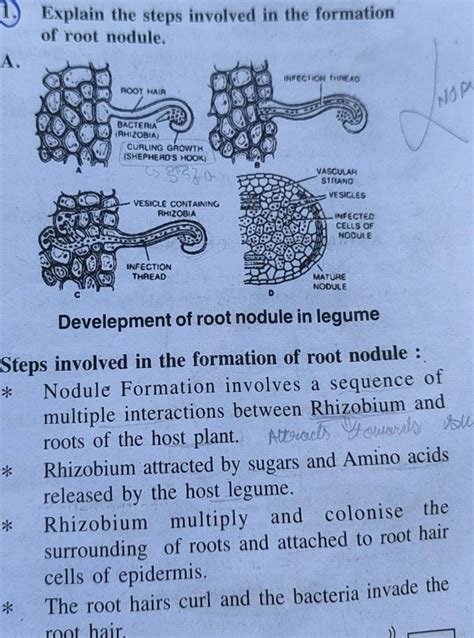 Root Nodules Diagram Cheap Sell | gbu-presnenskij.ru