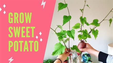 How To Grow Sweet Potatoes In Water Houseplant Sweet Potato Vine Youtube