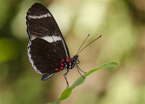 Fondos De Pantalla Naturaleza Insecto Fauna Silvestre Polilla