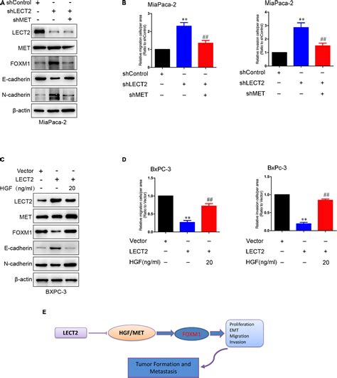 Frontiers Lect Antagonizes Foxm Signaling Via Inhibiting Met To