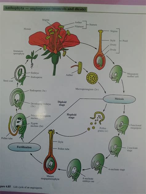 Life Cycle Of An Angiosperm Biology 240 Flickr