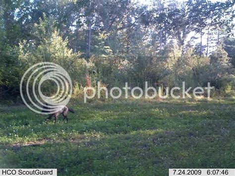 Melanistic coyote with a white-tipped tail | Natural History