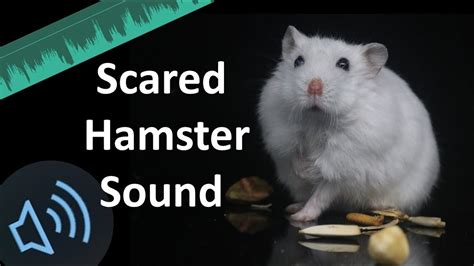 Scared Hamster Sound - YouTube