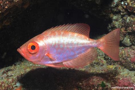 Heteropriacanthus cruentatus - Blotched Bigeye | Reef Life Survey