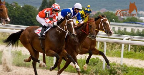 Best Horse Breeds for Racing - The Horse Advisor