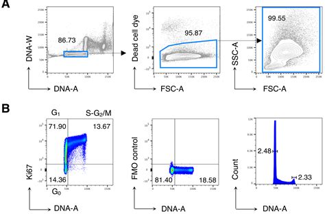 Figure 1 Scheme Of The Protocol For Cell Cycle Analysis Of Antigen Specific Cd8 T Cells