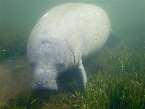 gentle giant manatee underwaterjpg wallpaper wallpaperscom