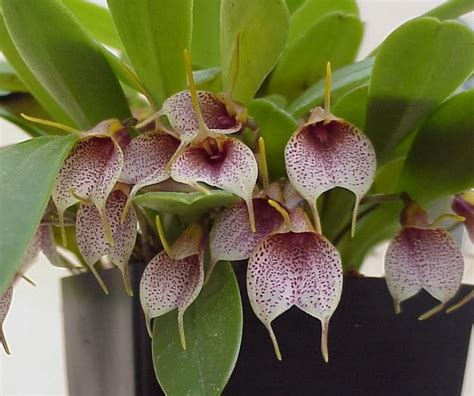 Masdevallia Cuidados Orquídeas Orchid Care