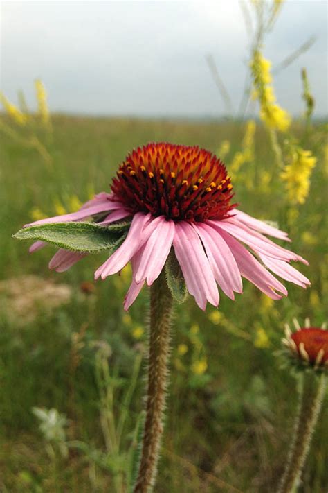 Purple Coneflower | Illinois Pollinators