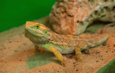 Anole Lizard: A Proper Guide on the Species - Reptile District