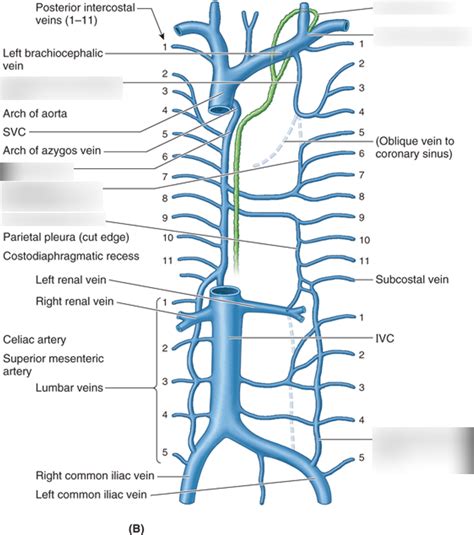 Venous Drainage Of Thoracic Duct Diagram Quizlet