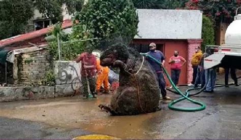 ¿dónde Quedó La Rata Gigante ¿qué Pasó Con Ella Al Reporte