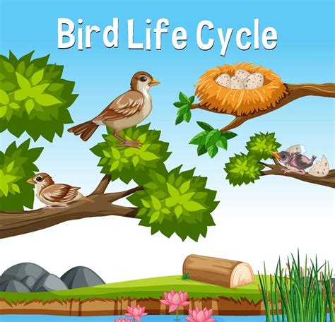 Bird Life Cycle Diagram