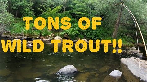 Wild And Native Trout Tributary In The Poconos Some Of The Best Fly