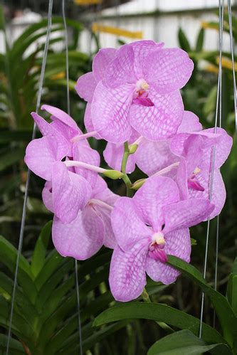 Growing Vanda Orchids Gardeners Tips