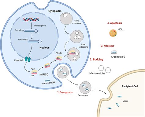 Frontiers Mirna And Lncrna As Potential Biomarkers In Triple Negative