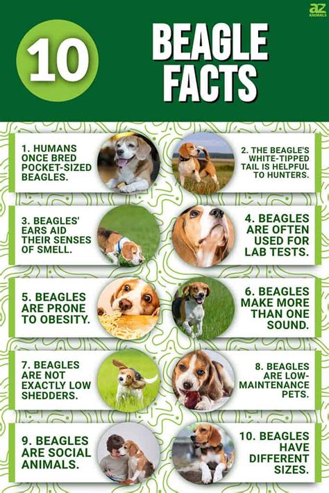 Best Facts Beagle Dog Breed 2024