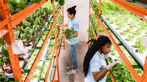 What is Hydroponics Farming? A Small Business Guide