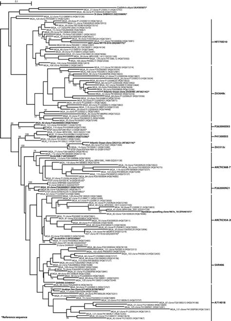 Unrooted Phylogenetic Tree Based On 16s Rrna Gene Clone Sequences