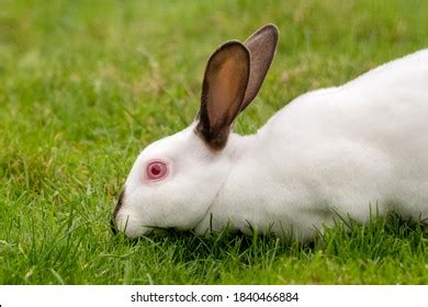 Albino Rabbit: Over 1,654 Royalty-Free Licensable Stock Photos ...