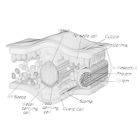 3D Model Leaf Cross Section Anatomy - TurboSquid 2054070