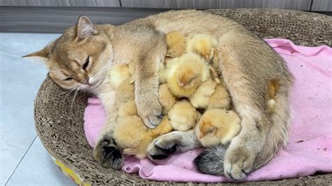 Chicks Without A Mother Are So Pitiful Kittens Keep The Chicks Warm