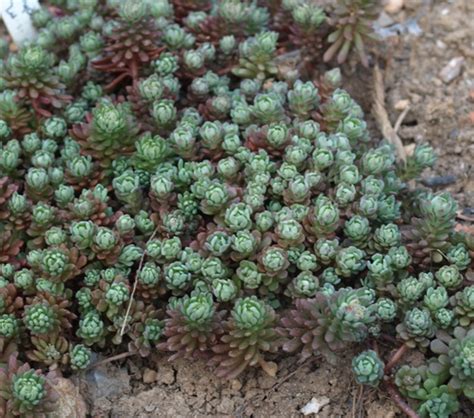 Sedum Glaucophyllum