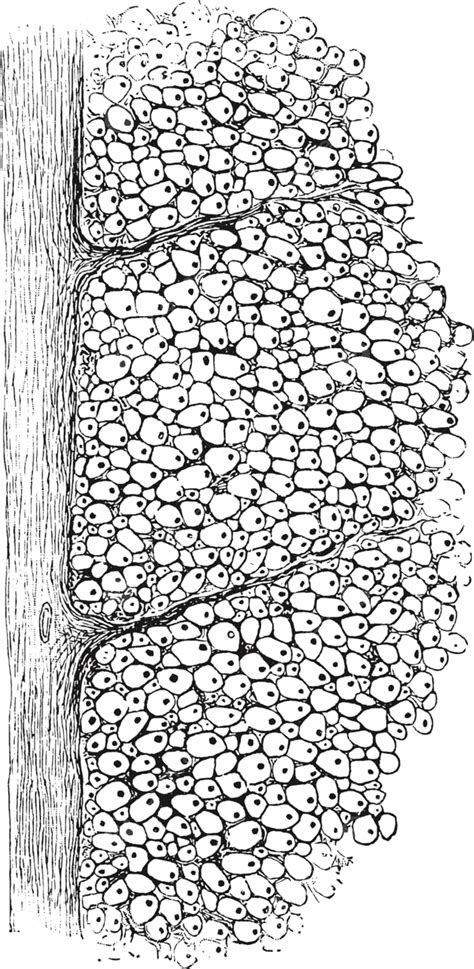 White Matter Of Spinal Cordvintage Illustration Drawing Cord