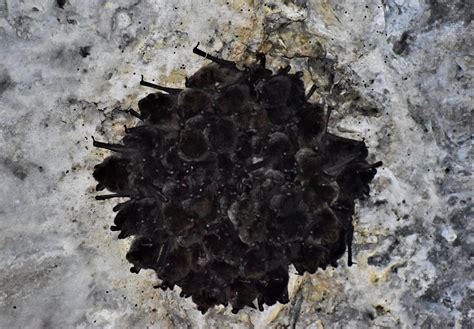 This is a colony of large-footed Myotis bats that live near me