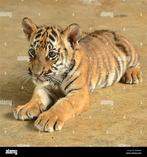 Baby Tigers Playing In Water