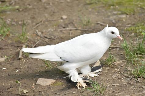 Premium Photo White Pigeon