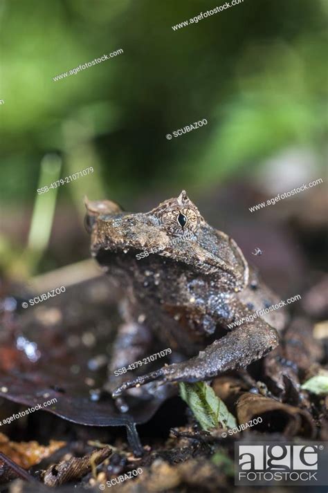 Malaysian Horned Leaf Frog Medophyrs Nasuta Camouflaged Amongst Leaf