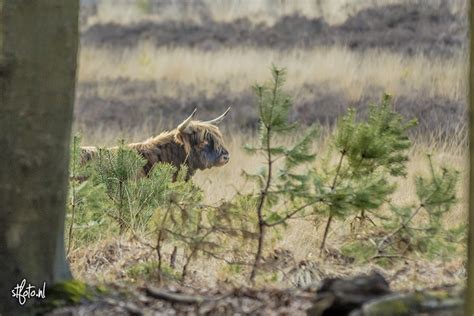 The Veluwe National Park - Traveling, photography and stuff I like ...