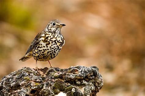 What are thrushes known for? - Birdful