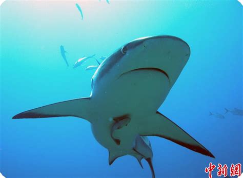 stop pembantaian ikan hiu fish information indonesia