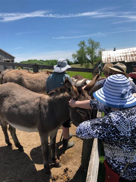 A Visit To The Donkey Sanctuary