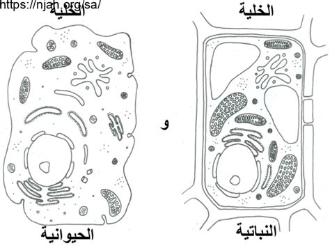 بوربوينت الخلية النباتية والخلية الحيوانية علوم سادس ابتدائي أ يوسف البلوي