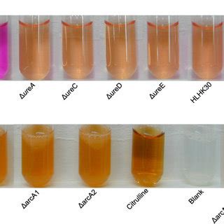 Examination Of L Hongkongensis Strains For Urease And ADI Activities