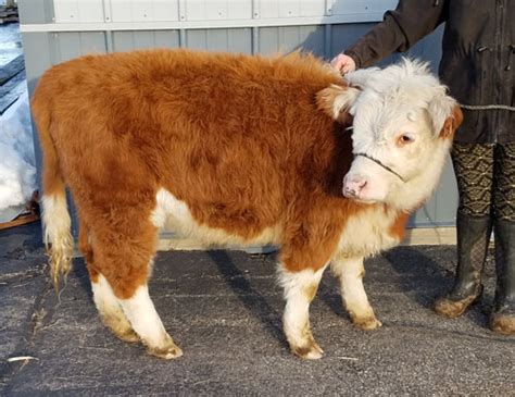 Nanchas Miniature Herefords - For Sale