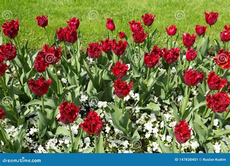 Röda Tulpan I En Grön Blomsterrabatt Fotografering för Bildbyråer